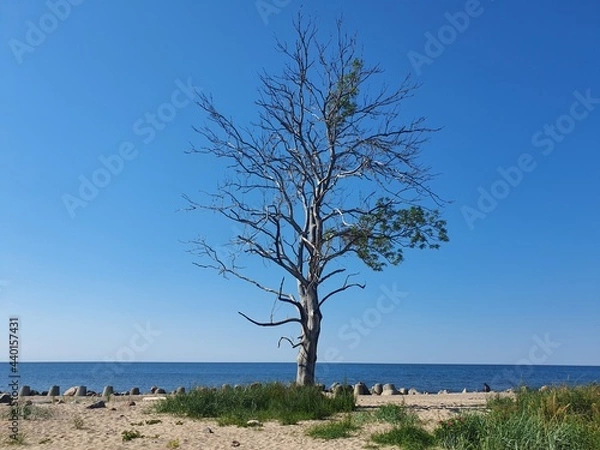 Fototapeta Lonely tree on the background of the sea.  The tree is almost dry, with a few leaves left on it.