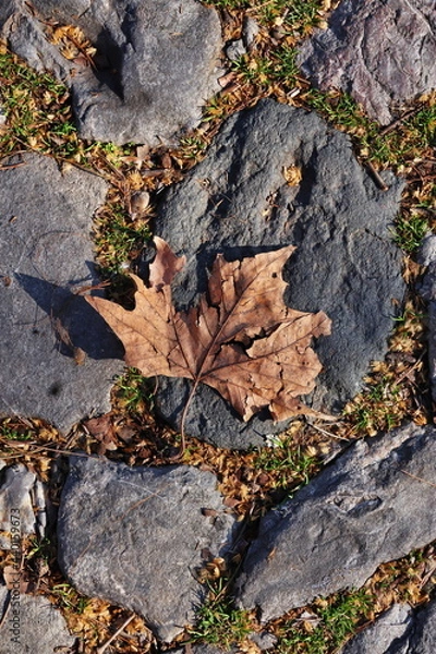 Obraz Dry Leaf on the Cobble