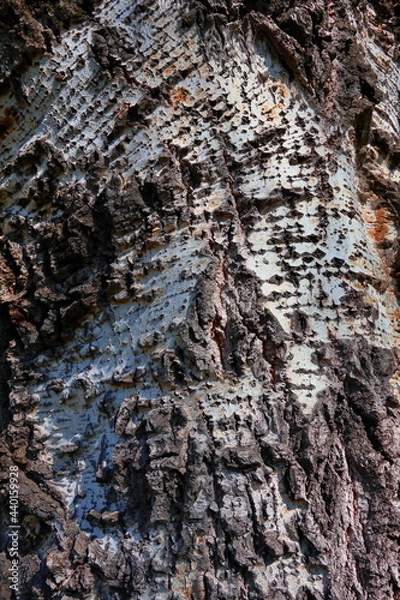 Obraz Birch Skin
