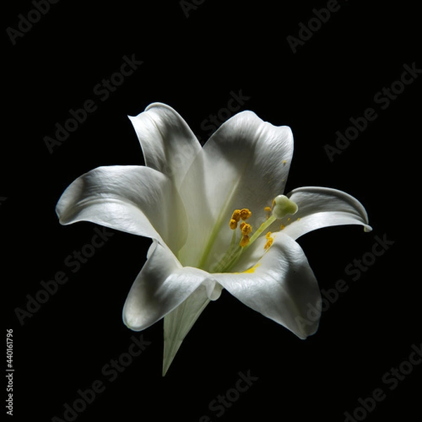 Obraz white lily flower
