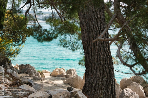 Obraz Tree by the sea