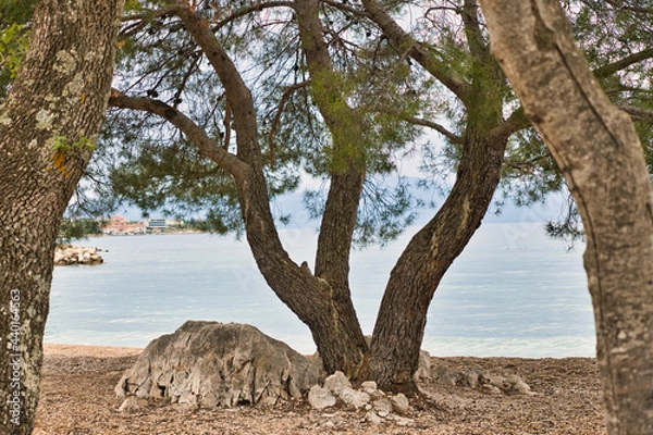 Obraz Tree by the sea
