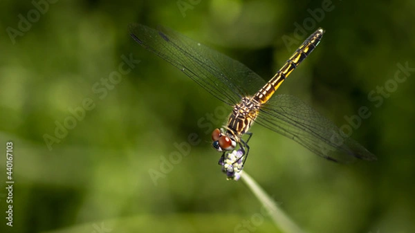 Obraz Dragonfly macro
