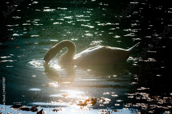 Obraz 光の白鳥