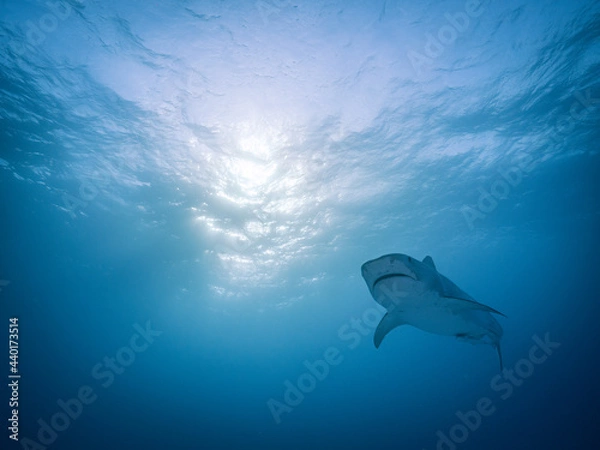 Fototapeta Face to face with a great tiger shark
