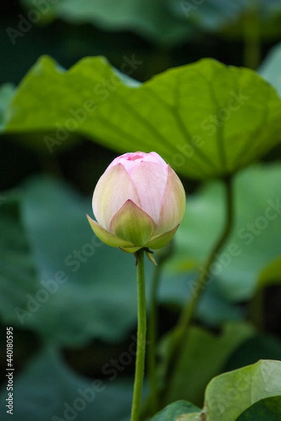 Fototapeta 蓮の花