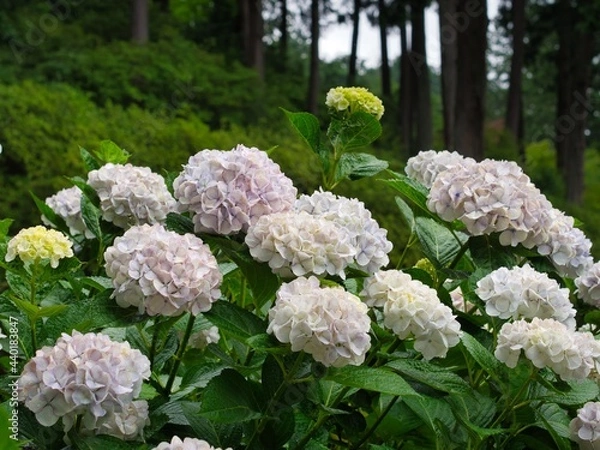 Fototapeta 紫陽花