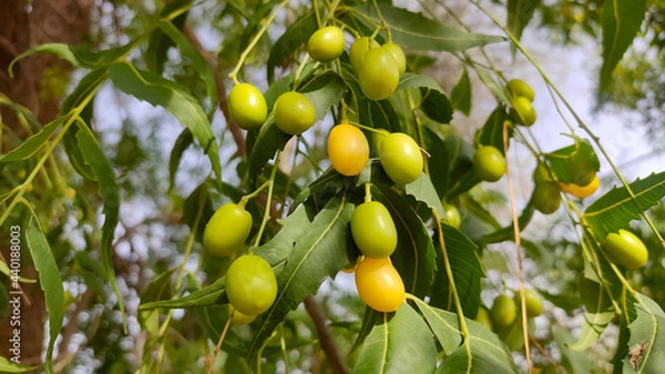 Fototapeta Ripping fruits of Azadirachta indica (Neem) tree on the branch