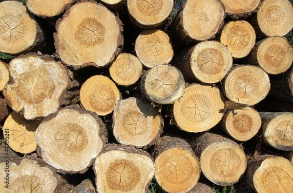 Obraz pine logs are stacked. Pine log ends. Pine saw cut.