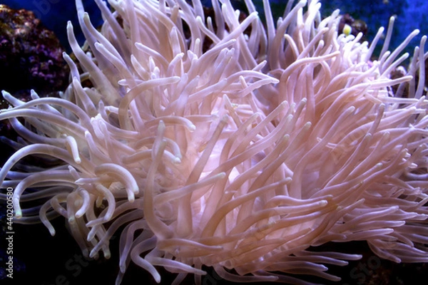 Obraz actinia in aquarium