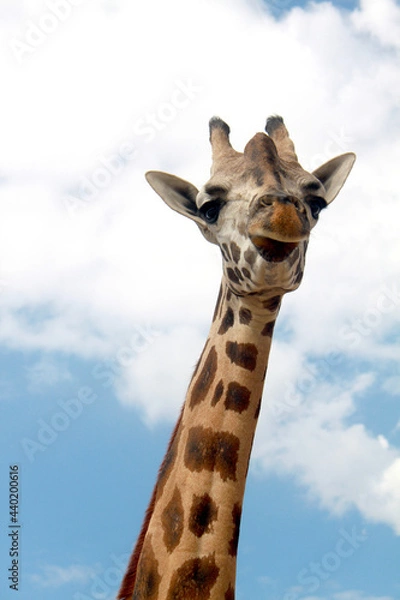 Obraz giraffe in the zoo