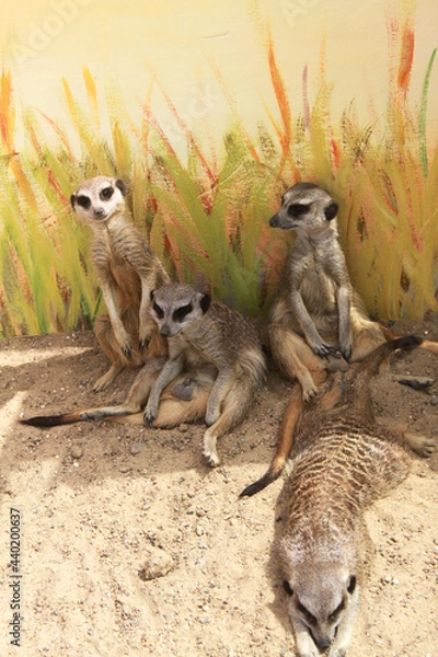 Obraz meerkat on guard