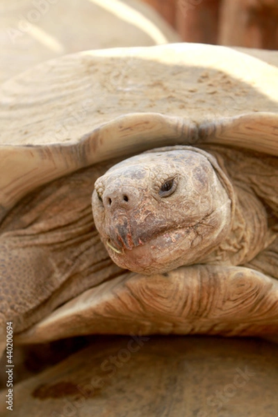 Obraz turtle close up