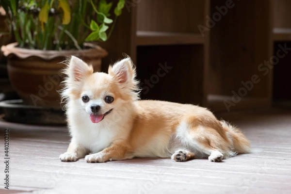 Obraz brown chihuahua sitting on floor. small dog in asian house.
