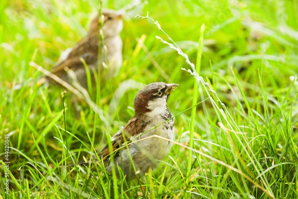 Fototapeta House sparrows or Passer domesticus feeding