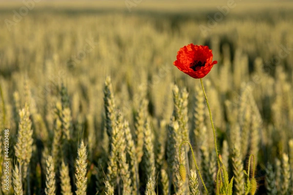 Obraz Mohnblumen im Feld