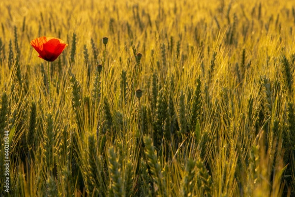 Obraz Mohnblumen im Feld