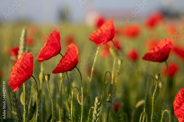 Obraz Mohnblumen im Feld