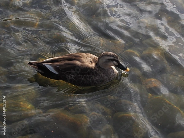 Obraz 泳ぐカモ