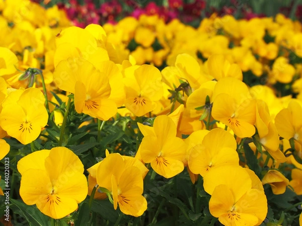 Obraz 花壇のパンジー