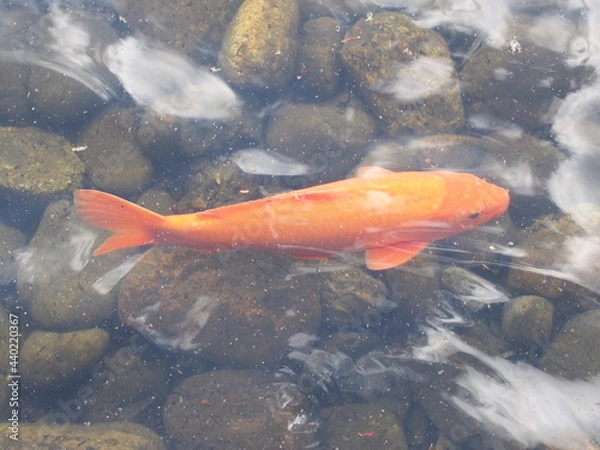 Obraz 泳ぐ赤い鯉