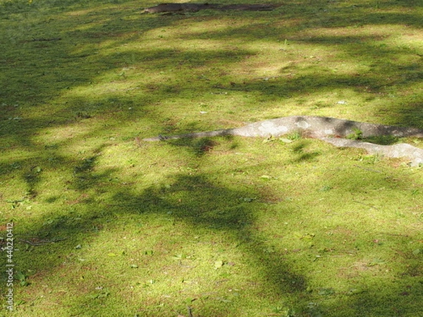 Obraz 木漏れ日の芝生