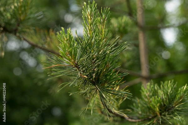 Fototapeta green twigs of pine in the sun during the day