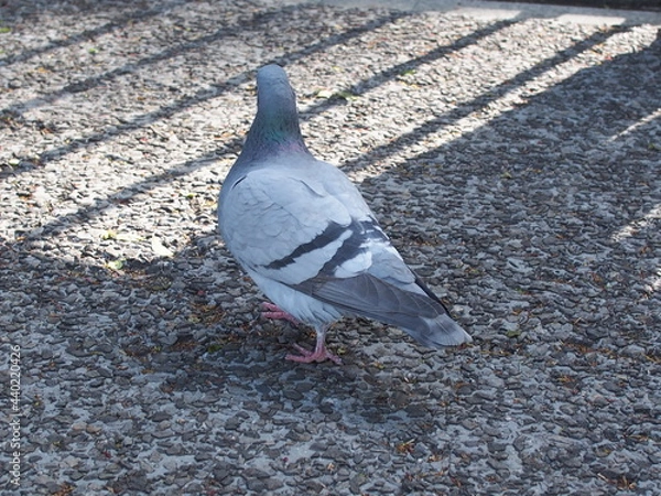 Obraz 歩く鳩の後ろ姿