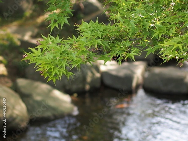 Obraz 緑の紅葉と川