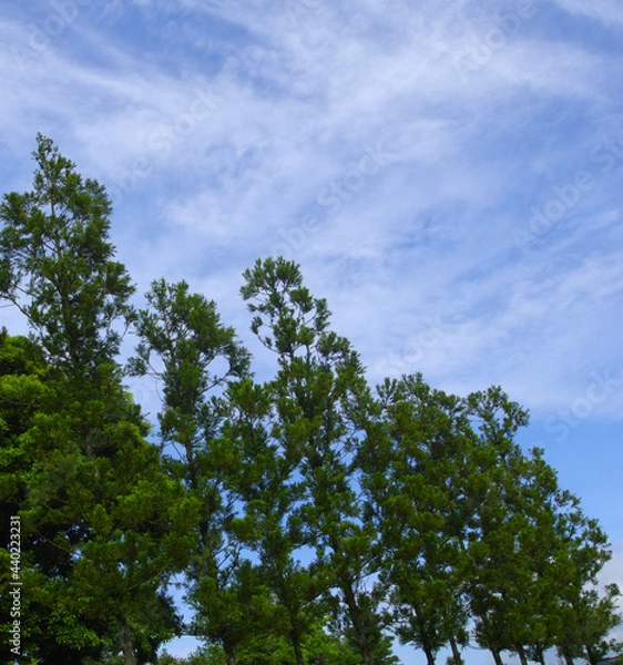 Obraz 	そびえたつ木々と青空