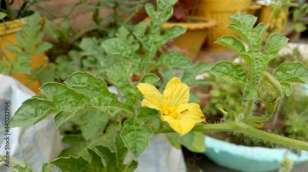 Obraz pumpkin on the vine
