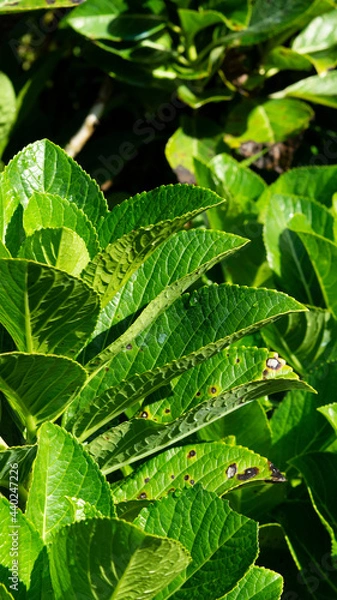 Fototapeta Fresh green Hydrangea Serrata leaves on blur background hijau