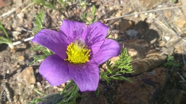 Obraz purple crocus flowers