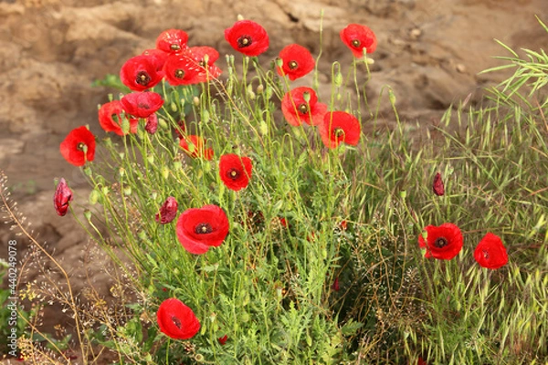 Obraz Field with poppies and wildflowers