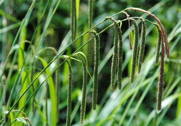 Fototapeta Long, drooping, catkin-like spikes of pendulous or hanging, drooping or weeping sedge (Carex pendula)
