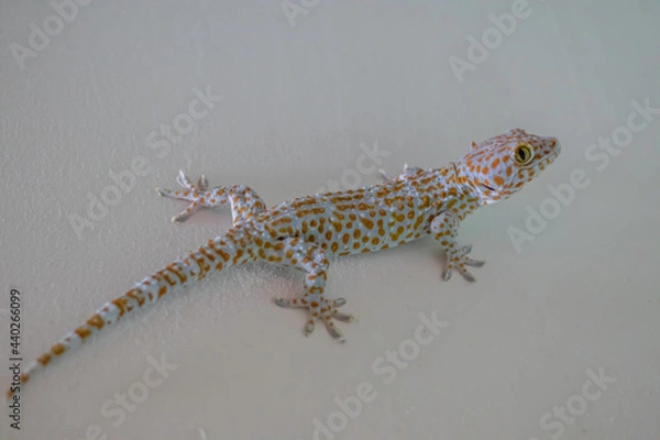 Fototapeta lizard on a wall