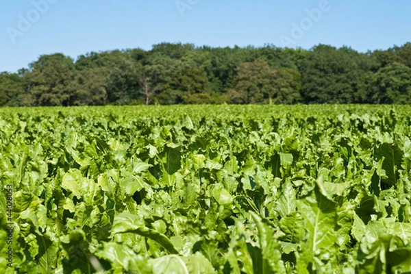 Obraz Zuckerrübenfeld