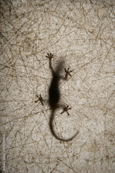 Obraz Gecko