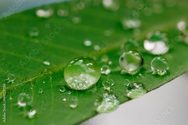 Fototapeta Raindrop of water sparkle in morning ,Large beautiful drops of transparent  on a green leaf macro ,Natural background with free space.