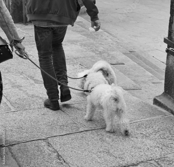 Obraz walking the dog