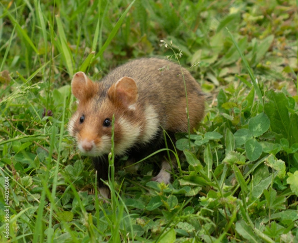 Obraz Feldhamster in freier Wildbahn