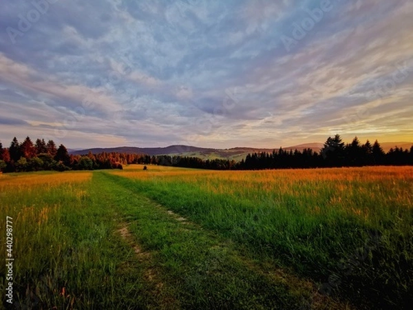 Obraz A field road running through a meadow in the colors of the setting sun.