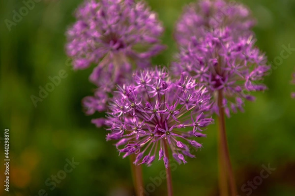 Obraz onion flowers macro purple