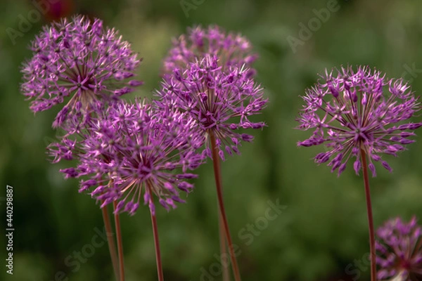 Obraz onion flower macro purple