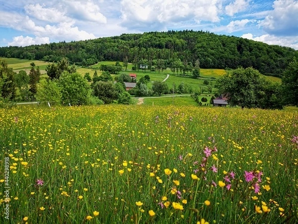 Obraz Flowers in a wild meadow on a sunny day.
