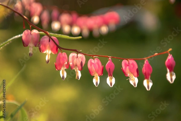 Obraz broken heart flower pink macro