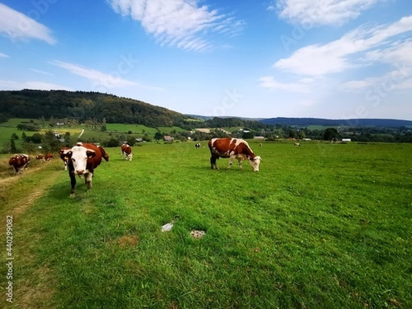 Obraz Cows grazing in the meadow. Blue sky in the background.