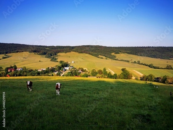 Obraz Cows grazing in the meadow. Blue sky in the background.