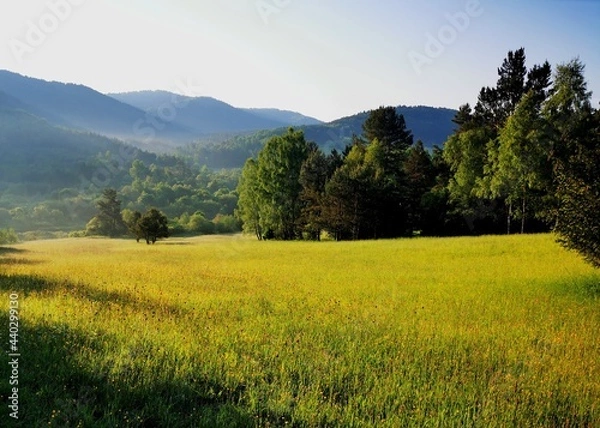 Obraz A wild mountain glade in the Low Beskids at sunrise. Flowers in the meadow, tall grass.