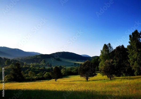 Obraz Lonely trees in a mountain glade. Flowery meadow Low Beskid.